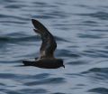 Ashy Storm-Petrel